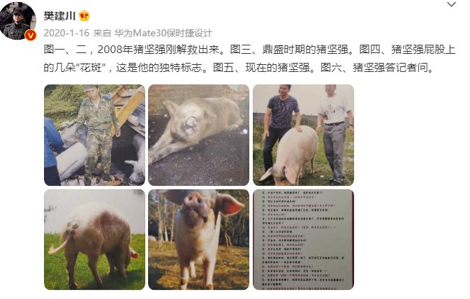 猪坚强在汶川大地震中枪了多少天,汶川大地震36天猪坚强的视频