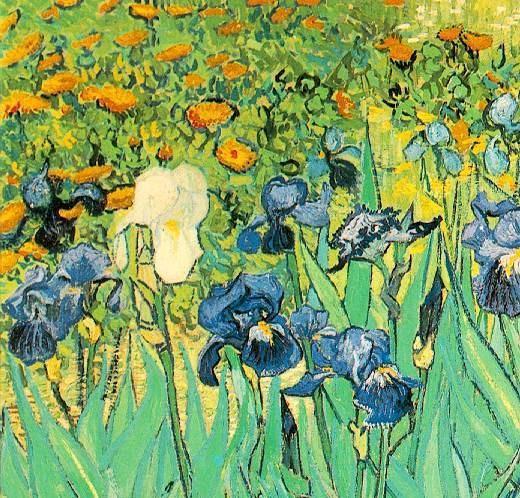 梵高鸢尾花观后感,梵高的鸢尾花是以什么为主调