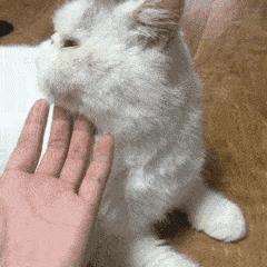 不是《武林秘籍》是《撸猫秘籍》,猫咪被撸时最爱的7个位置