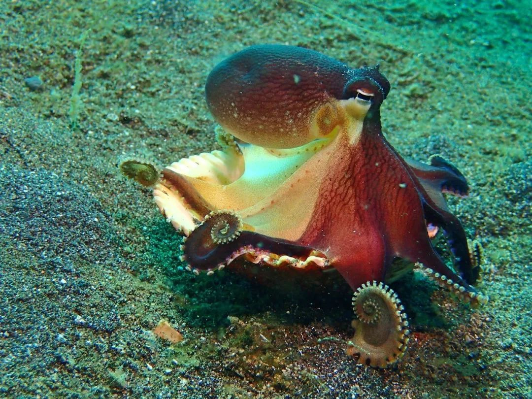 章鱼的智商最多能达到人类的几岁,章鱼智力已高到令人无法理解