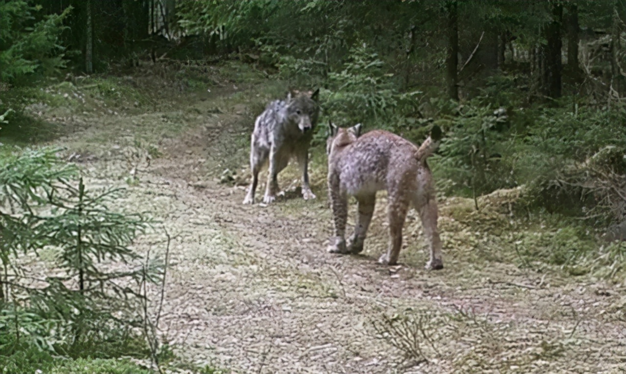 猞猁首次现身云南狼群将遭到威胁,猞猁凶残到什么程度的