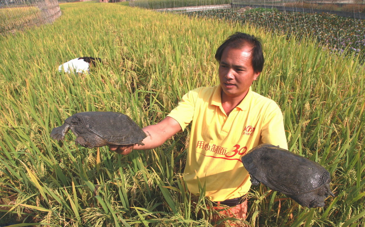 过去农村常见的甲鱼，为何现在很少再见了？