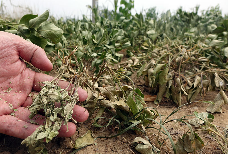 花生卷叶,花生卷叶是什么病