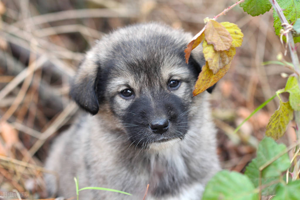 童年往事之我和狗