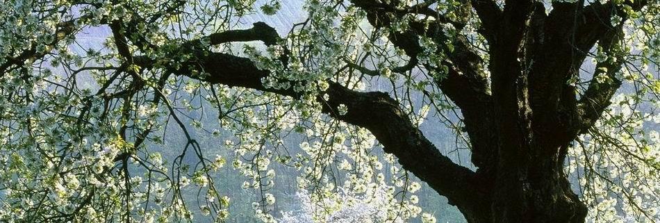 读不懂古诗词,读不懂古诗和文言文怎么办