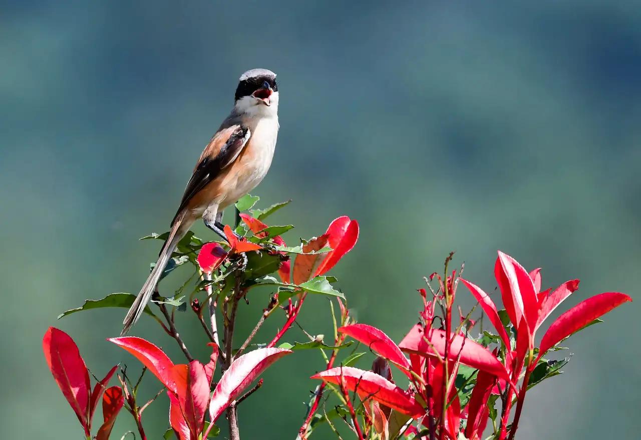 野草也有春天图片,野草的散文