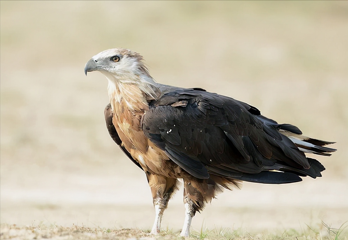 东江揽胜,惠州淡水常见鸟类图谱