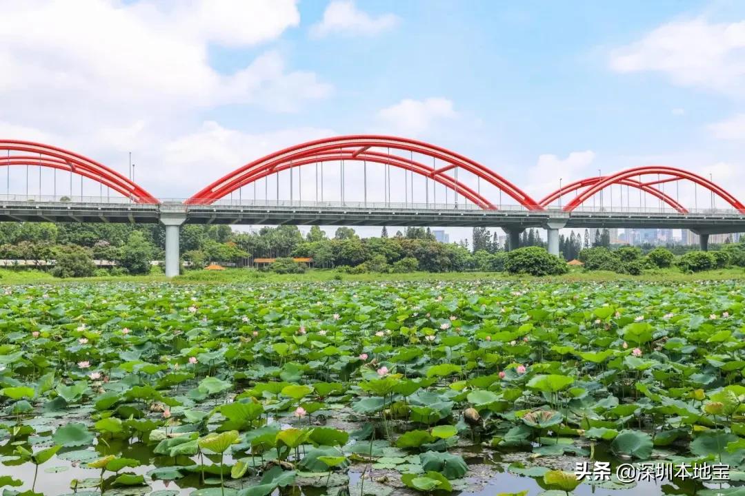 深圳有哪些地方免费景点,深圳都有什么景点免费游玩