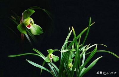 每日一品～中国兰花～春兰茗品～美芬荷