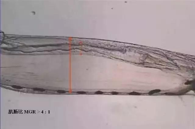 对虾养殖放苗前准备工作,对虾放苗时如何抗应激