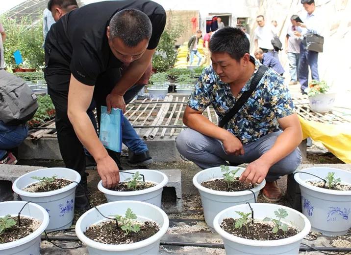 抢名额，19期中国无土栽培和土壤种植技术升级集成培训会