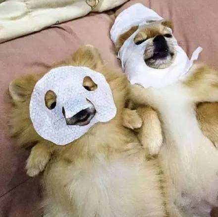 养狗后幸福感为什么爆棚,狗子绝育全过程