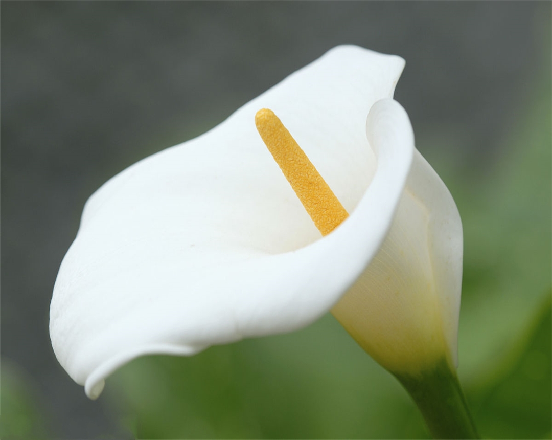 彩色马蹄莲的养殖方法,彩色马蹄莲的养殖方法与技术