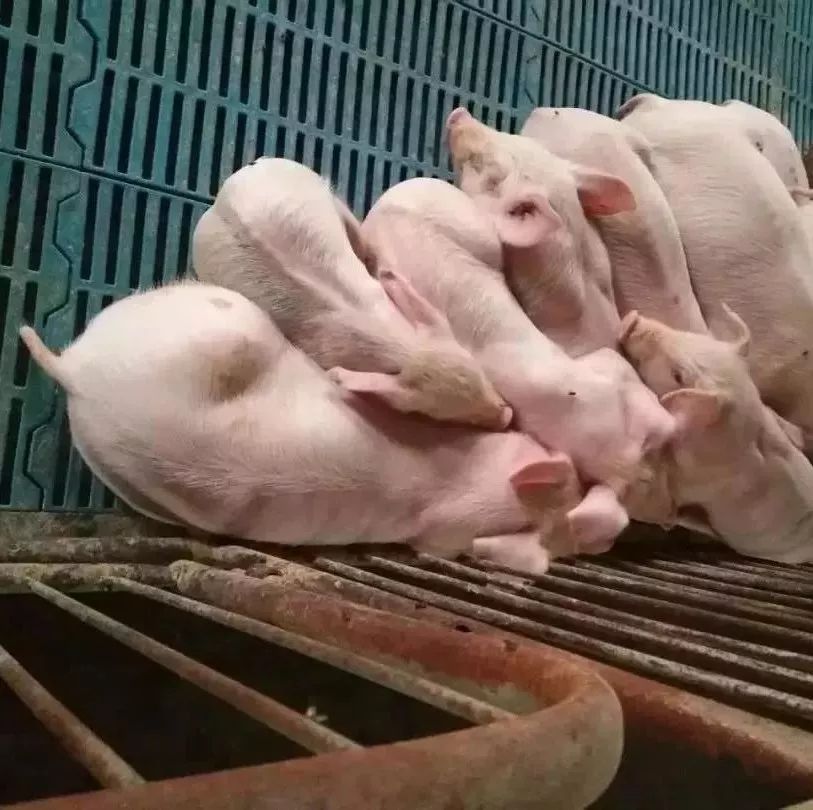 快看!非洲猪瘟终于找到有效的预防方案了,大户都是这样做的