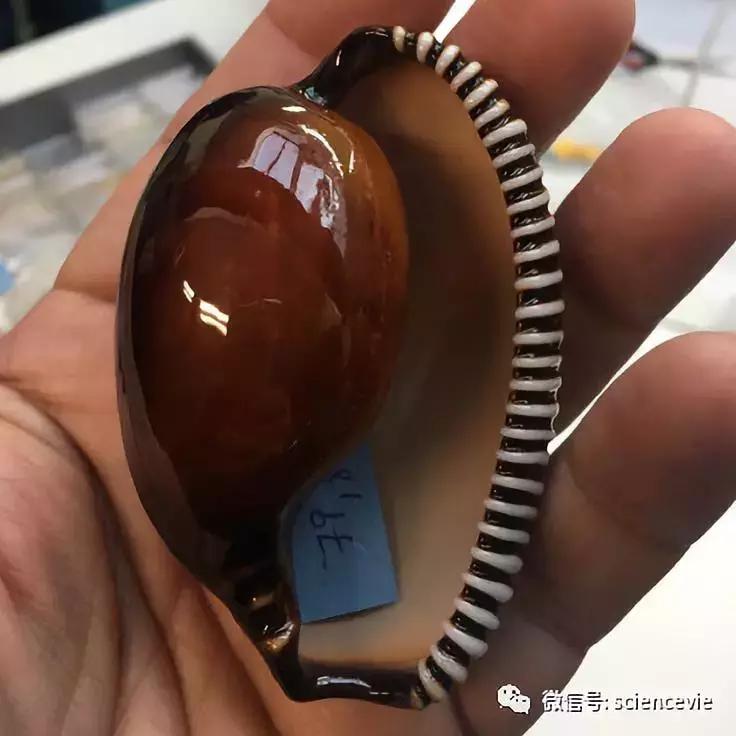 世界上最珍稀的50种贝壳,世界上最贵的贝壳排行榜