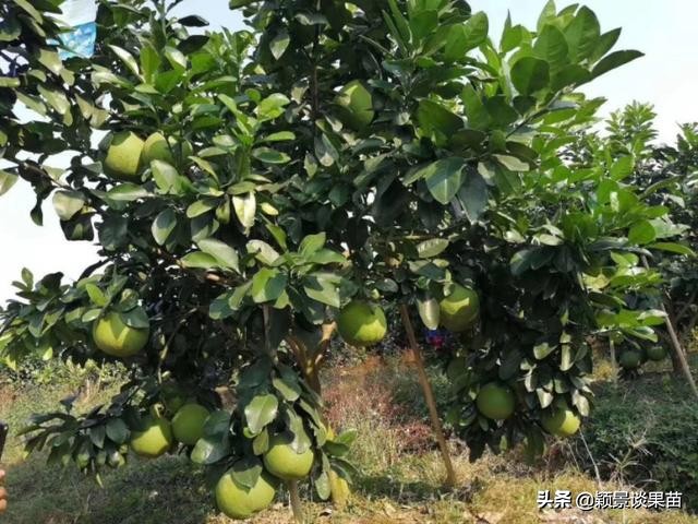 红宝石泰柚是什么,什么是红宝石