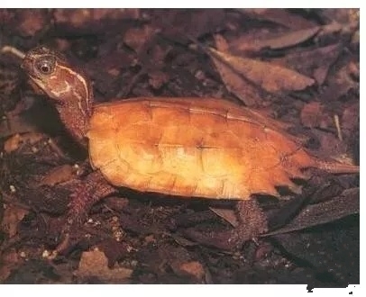 龟冬眠的注意事项视频,龟缸养龟要冬眠吗