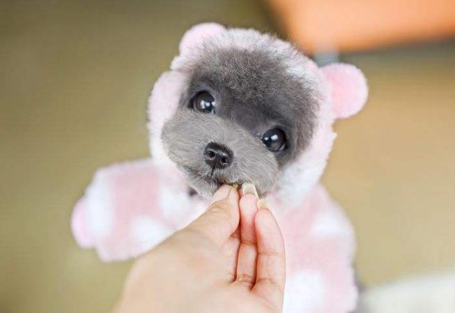 买狗千万不能说的话,买狗需要注意什么才不会被坑