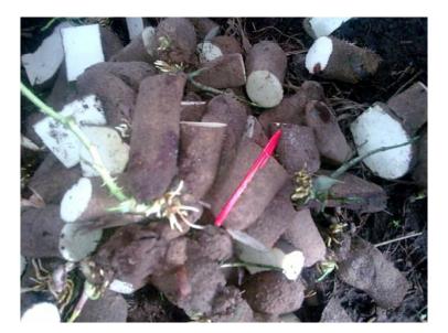 山药种苗繁殖技术,山药育苗留种技术