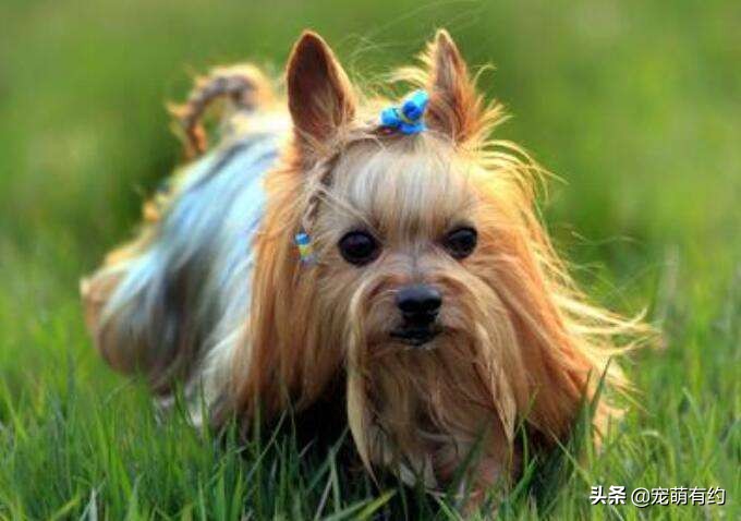 约克夏犬的特性,约克夏宠物怎么养