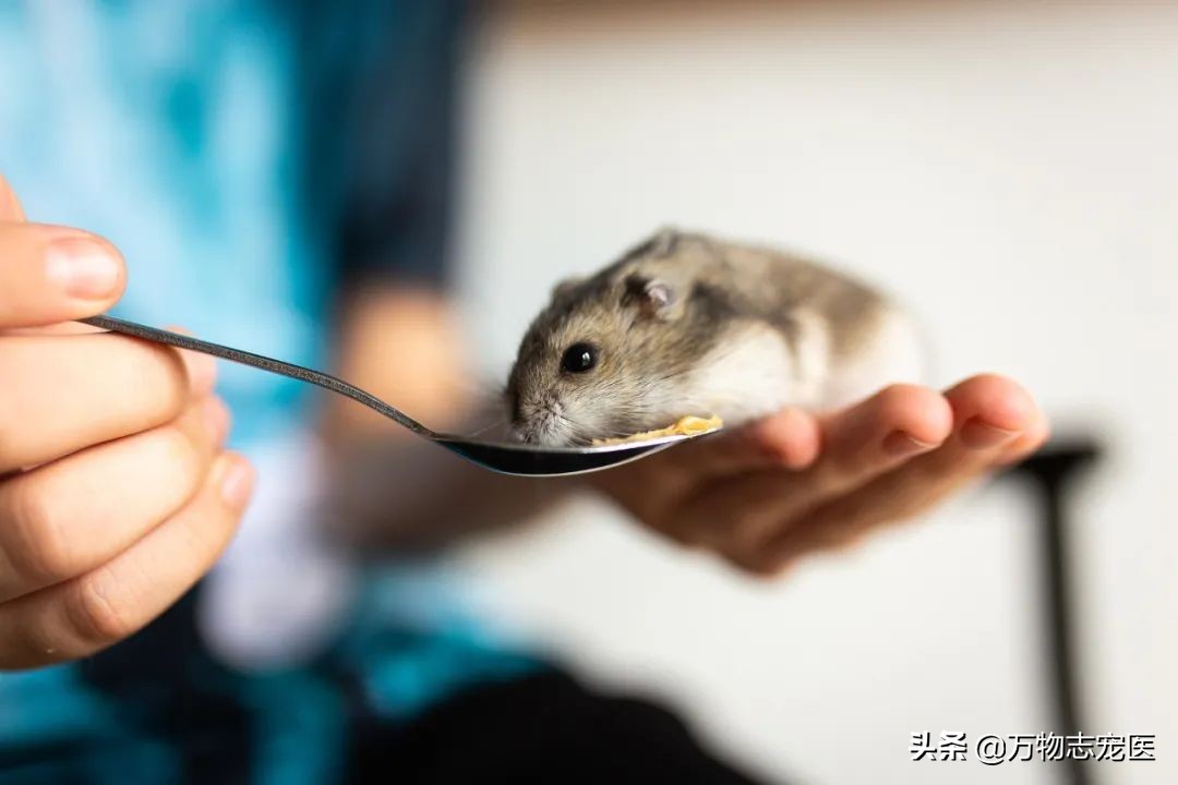 仓鼠会冬眠吗要怎么准备,仓鼠冬眠要注意什么