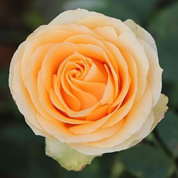 鐪熷亣鍏富浣犺兘鍒嗚鲸寰楀嚭鏉ュ悧,鑻卞浗濂崇帇鐜懓