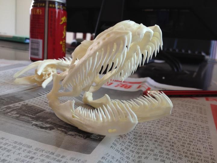 大蟒蛇正面突袭结果吓得一身冷汗,遭遇大蟒蛇如何脱险