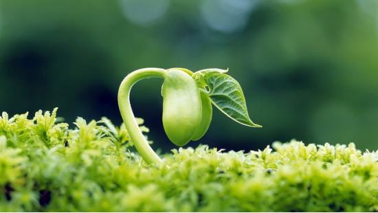 中海橡树园二期园林,中海橡树园评价