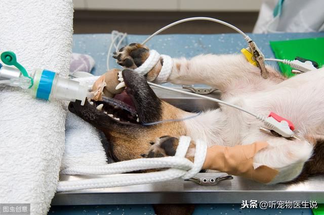 宠物医院上门绝育,宠物上门手术