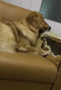 金毛把家淹了后续,金毛被阉