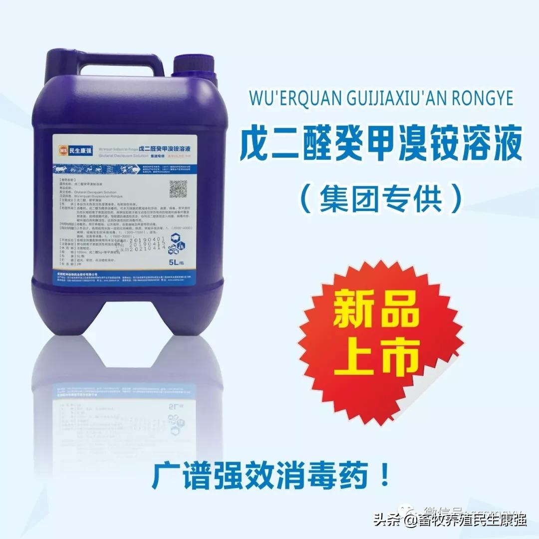 猪蓝耳圆环副猪混合感染,猪蓝耳混合感染母猪症状