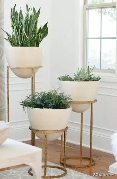 花盆里的杂草到底要不要拔,花盆里的杂草应当拔掉还是剪掉