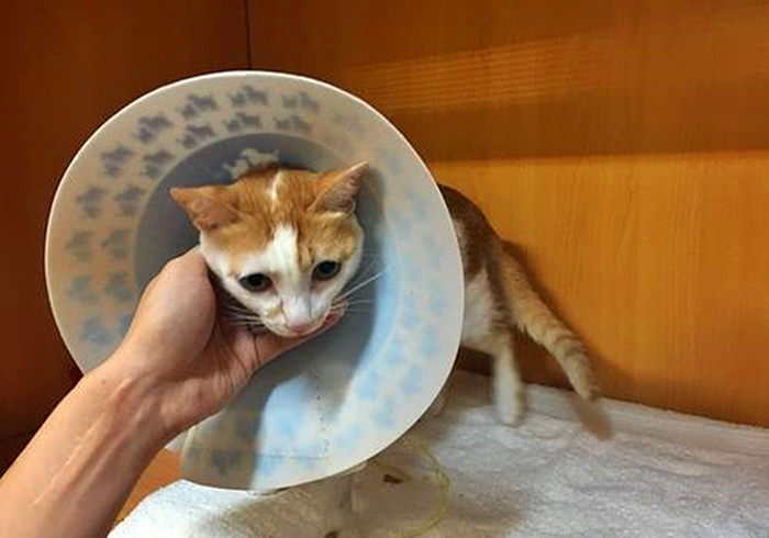 猫咪输尿管堵塞,猫咪尿闭导尿堵塞