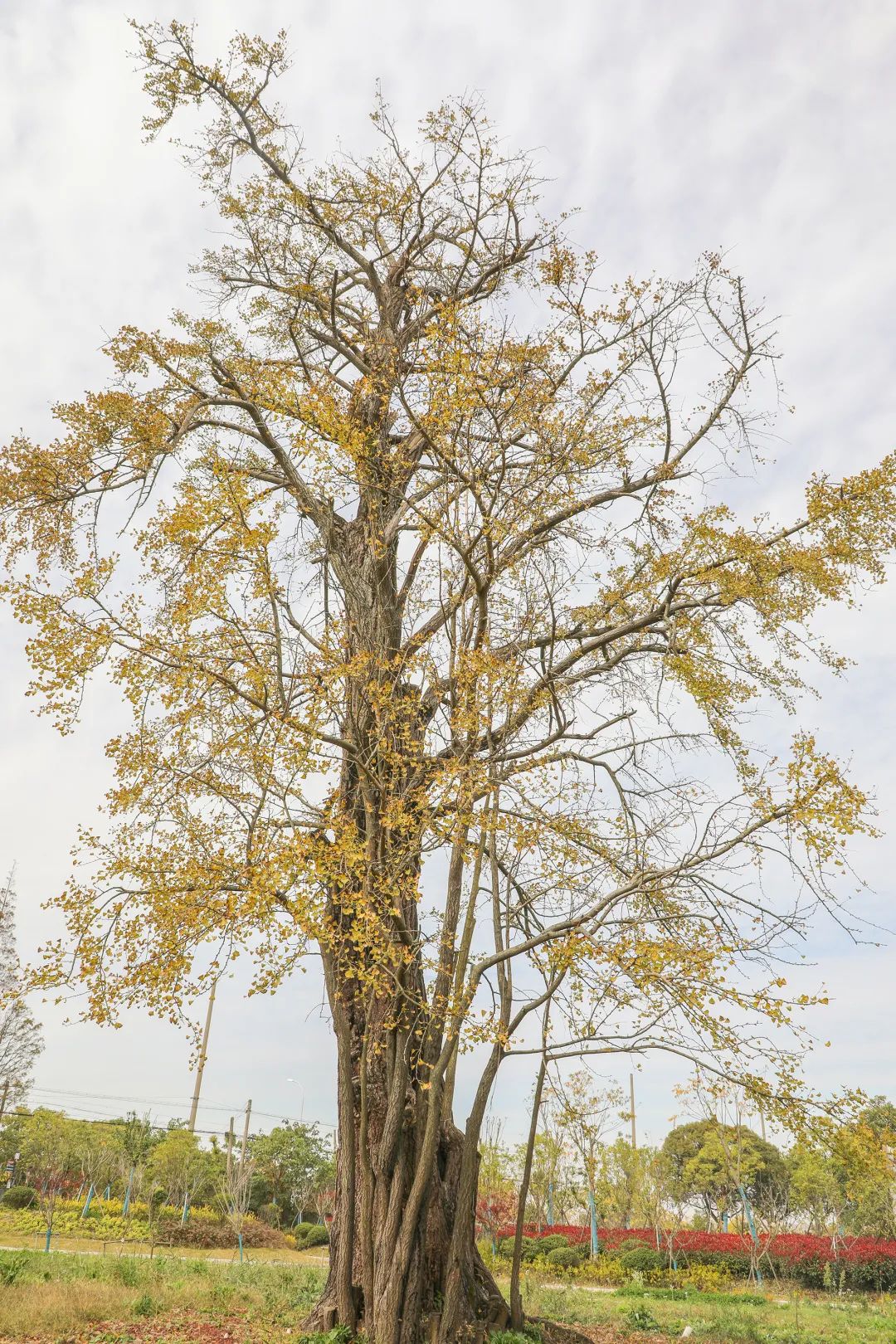 深秋回暖，安排！沪上各区的深秋美景，你准备好打卡了吗？