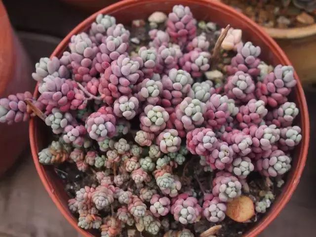 多肉早安图片大全,多肉大全100图