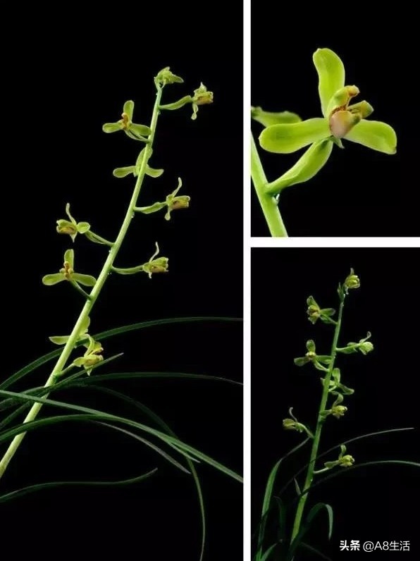 每日一品七律,每日一品茶叶