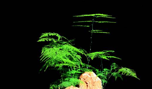 50种常见花卉浇水技巧,50种花卉种植技巧