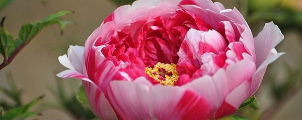 牡丹盆栽养殖方法和注意事项,牡丹养殖注意事项