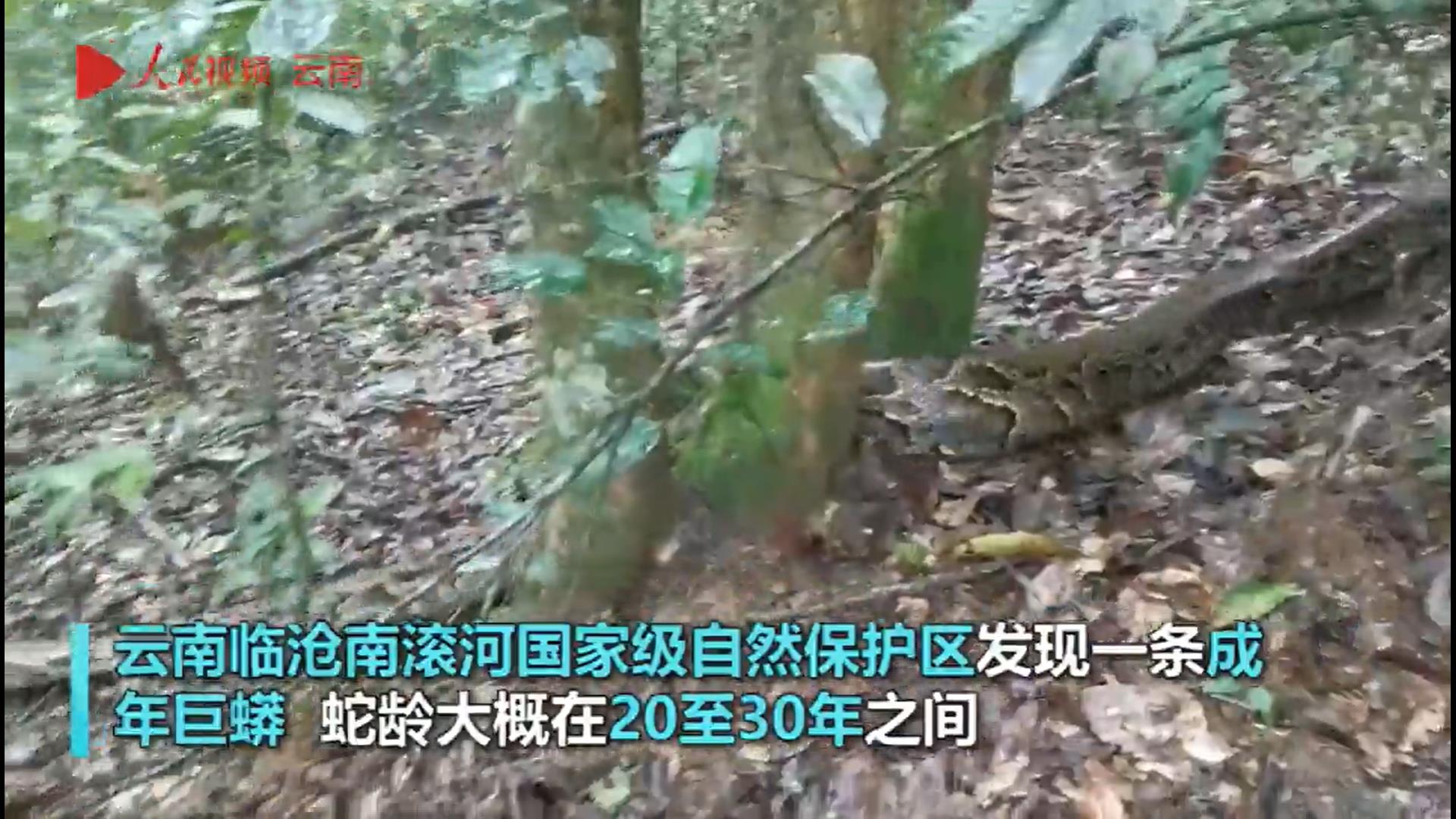 印度大蟒蛇和巨蟒蛇,史前巨蟒和巨型蟒蛇