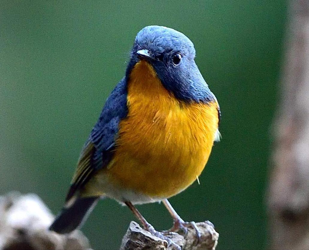 东江揽胜,惠州淡水常见鸟类图谱