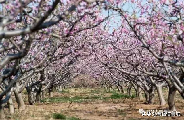 曹县十大强镇,曹县全国百强镇