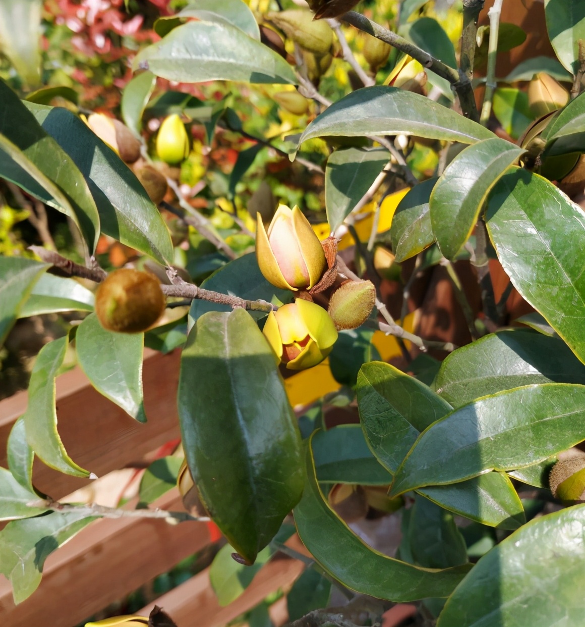 5种清香花,阳台养一盆,芬芳不断,家里清香四溢,异味全无