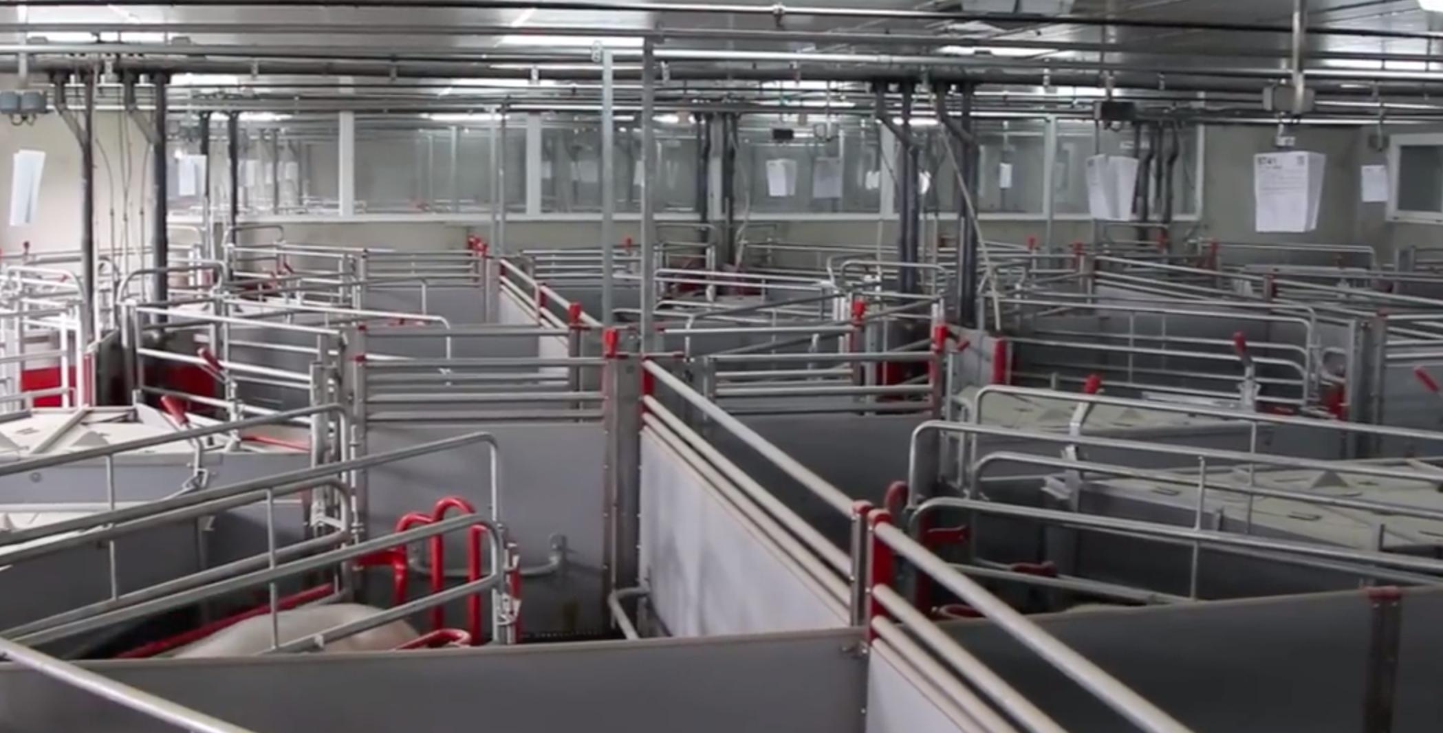 猪产床怎么设计,猪落地式产床