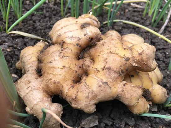 生姜盆栽水养方法,小生姜怎么养成盆栽