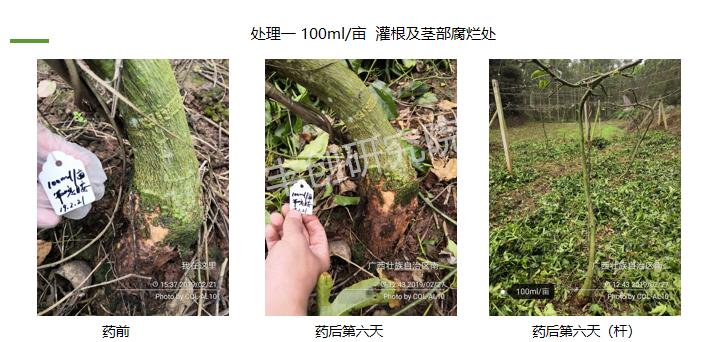 百香果苗黄化枯萎的原因,百香果苗为什么前段干枯