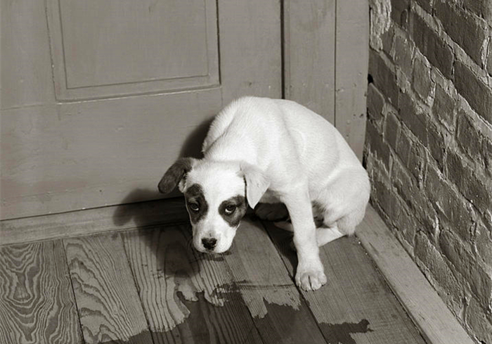 犬蛋白丢失性肠炎是什么引起的,犬蛋白丢失性肠炎