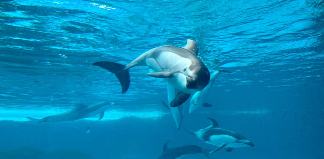 珠海长隆海洋王国游玩省钱攻略,珠海长隆海洋王国游玩攻略时间表