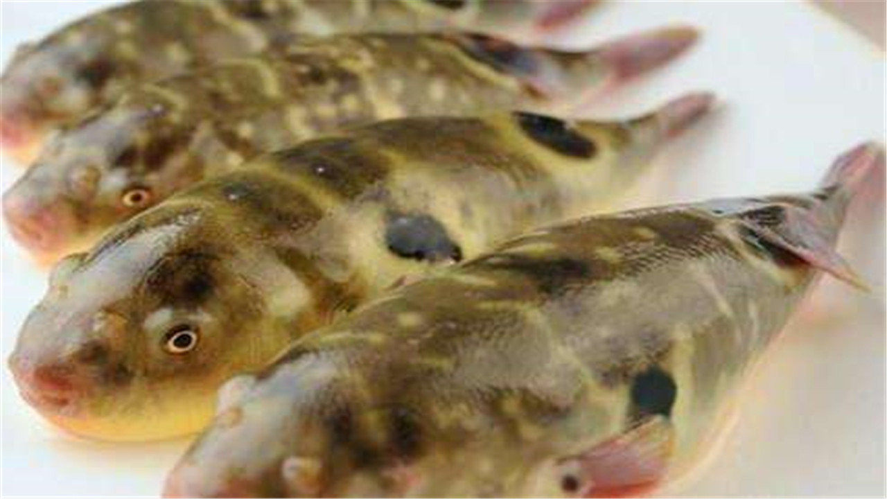 河豚怎么养殖最好,河豚的养殖技术视频