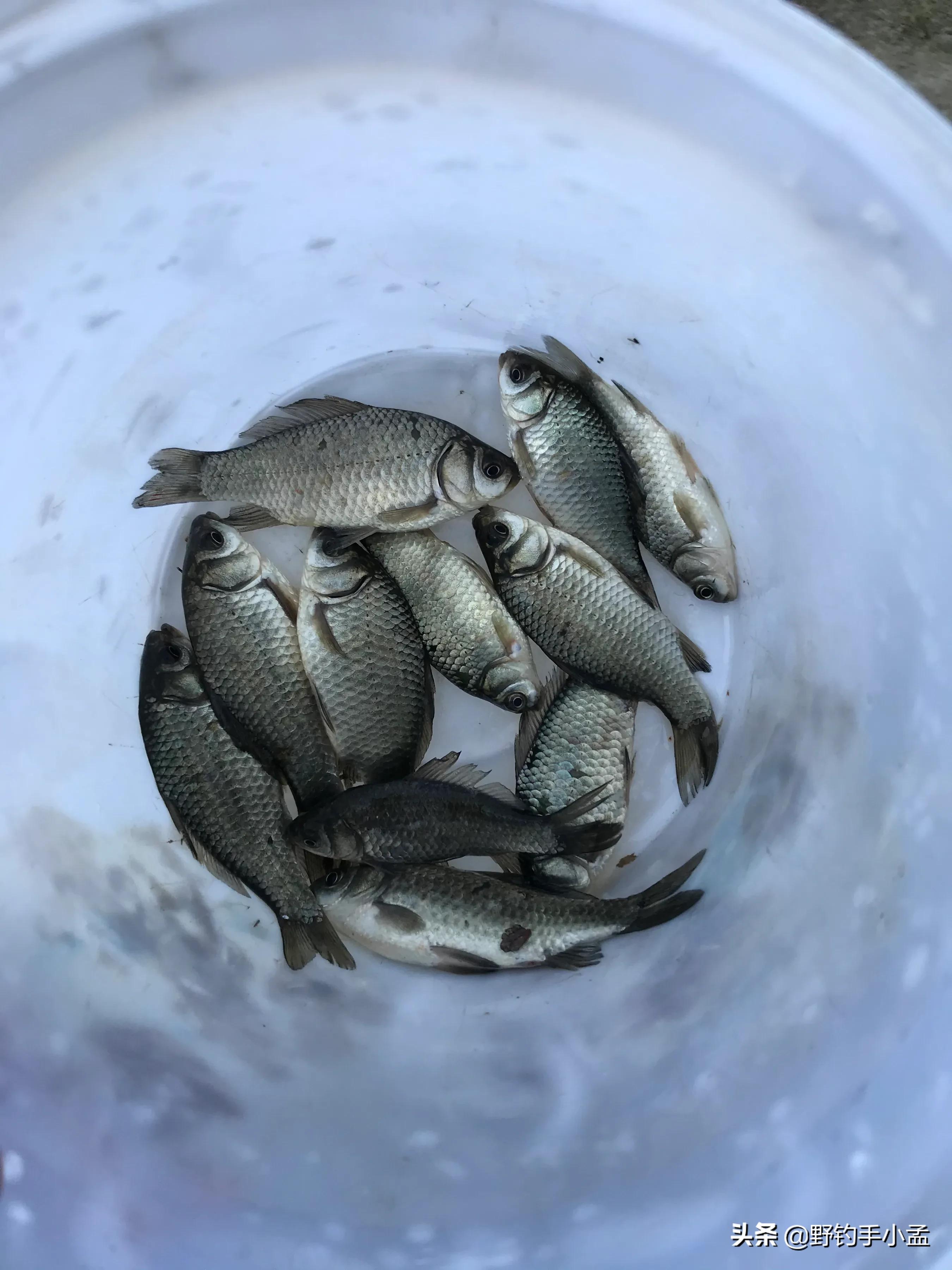 贼喊抓贼,是谁断送了野钓资源?有些钓鱼人要长点心吧