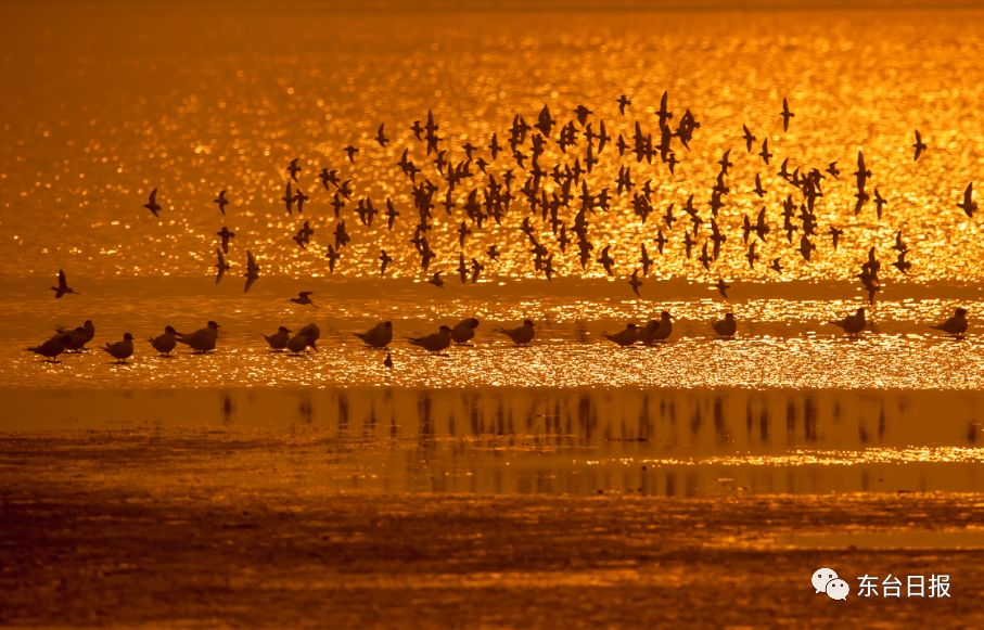 东台生态环境,东台宜居城市